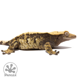 Cr-1657 facing right