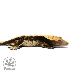 Cr-1662 facing right