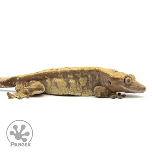 Cr-1664 facing right