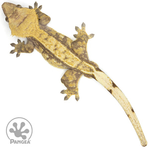 Male White Wall Crested Gecko Cr-1664