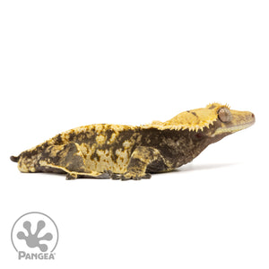 Cr-1671 facing right