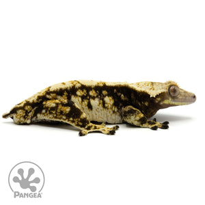 Cr-1678 facing right