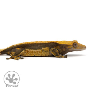 Cr-1680 facing right