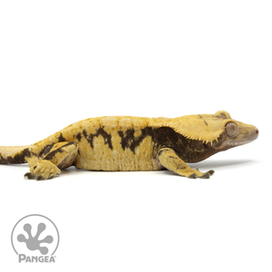 Cr-1681 facing right