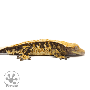 Cr-1686 facing right