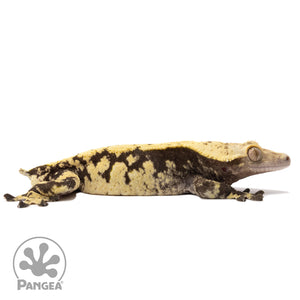 Cr-1692 facing right