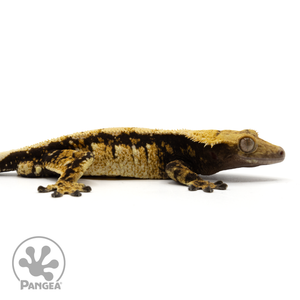 Cr-1696 facing right