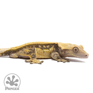 Cr-1697 facing right