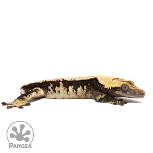 Cr-1709 facing right