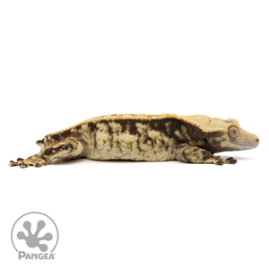 Cr-1715 facing right