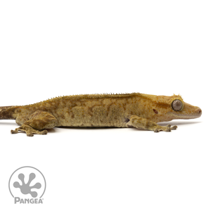 Male Tiger Crested Gecko Cr-1718