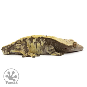 Cr-1720 facing right