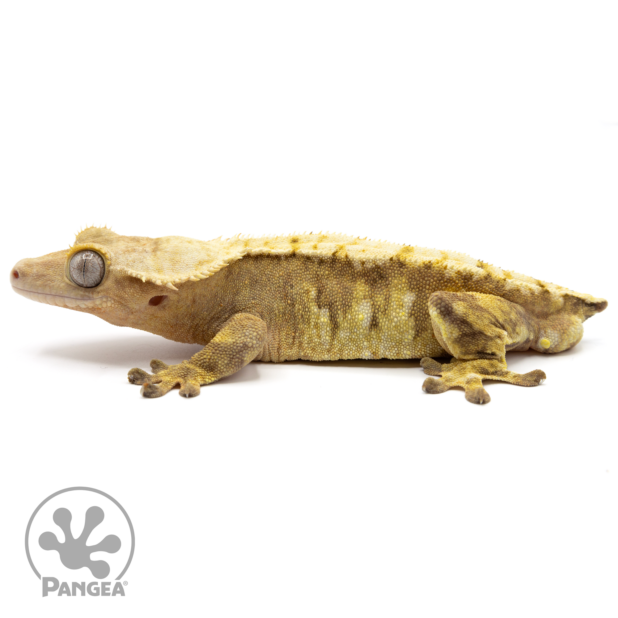 Male Harlequin Crested Gecko Cr-1722