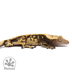 Cr-1733 facing right