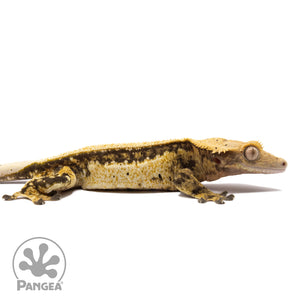 Cr-1735 facing right