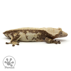 Cr-1770 facing right