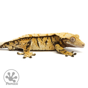 Cr-1777 facing right