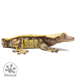 Cr-1807 facing right