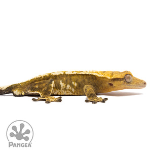 Cr-1812 facing right