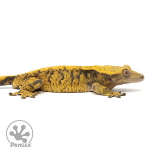 Cr-1815 facing right