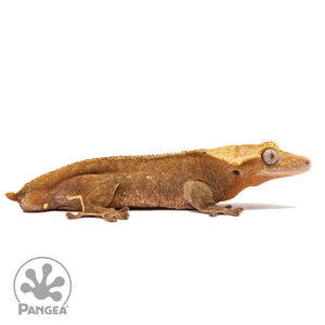 Cr-1818 facing right