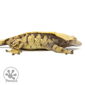 Cr-1823 facing right