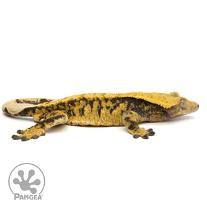 Cr-1825 facing right