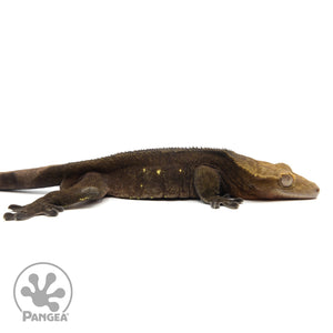 Cr-1826 facing right