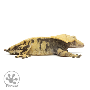 Cr-1827 facing right