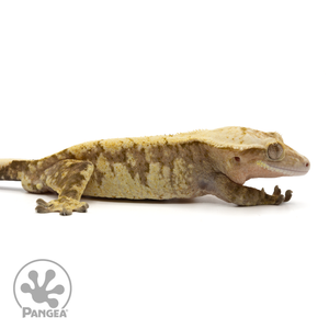 Cr-1842 facing right