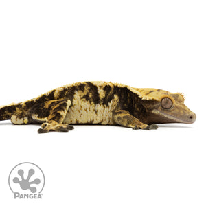 Cr-1843 facing right