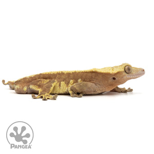 Cr-1845 facing right