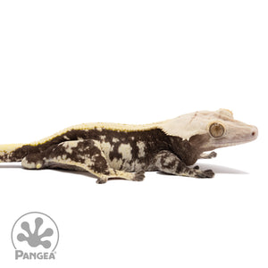 Cr-1851 facing right