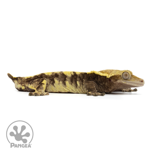 Cr-1853 facing right