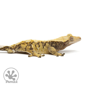 Cr-1860 facing right