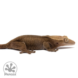 Cr-1862 facing right