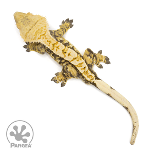 Male Tricolor Extreme Crested Gecko Cr-1874