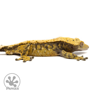 Cr-1876 facing right