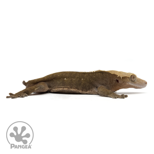 Cr-1878 facing right