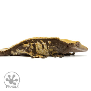 Cr-1883 facing right