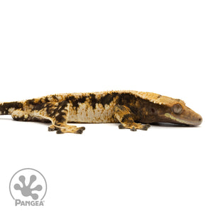 Cr-1891 facing right