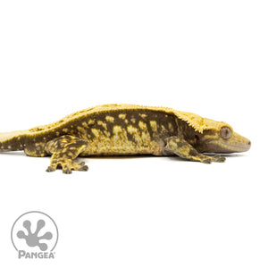 Cr-1894 facing right