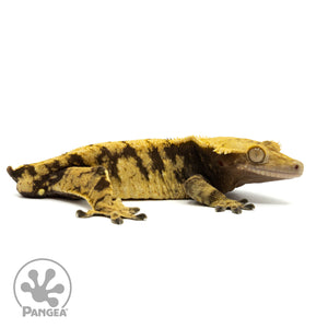 Cr-1895 facing right