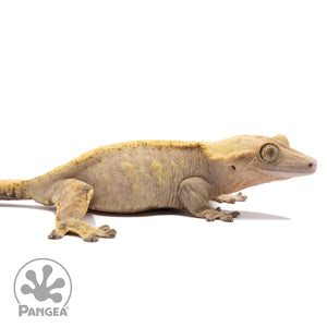 Cr-1896 facing right