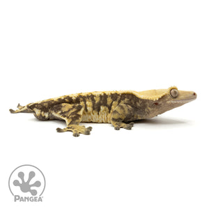 Cr-1897 facing right