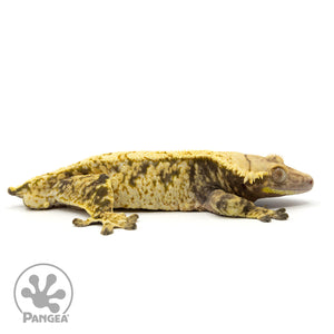 Cr-1898 facing right