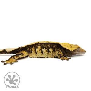 Cr-1904 facing right