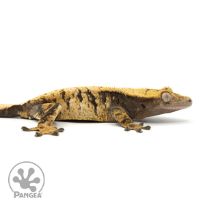 Cr-1909 facing right