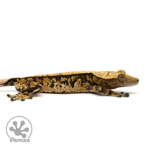 Cr-1910 facing right