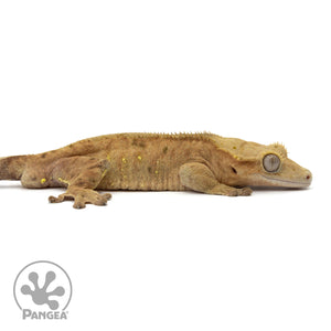 Cr-1913 facing right